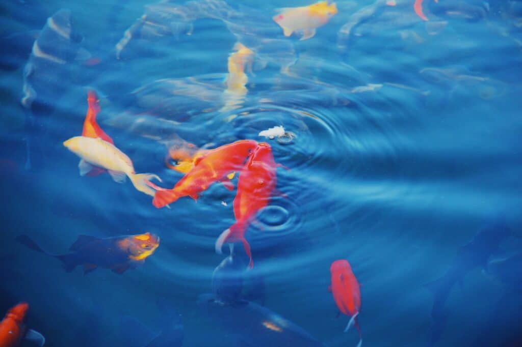 clear blue pond with Koi Fish